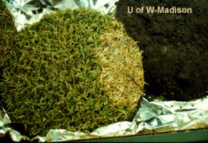 Adequate Representation - turf sample showing green turf and brown.
