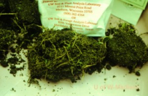 Clumps of dead grass.