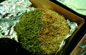 Turf sample showing symptoms. Some turf is green, some brown.