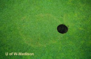 Transition Zone, black circle on turf with lighter colored rings radiating out.